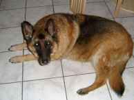 unsere treue Donna 02.06.96 - 30.04.09